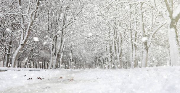 Parque de Inverno sob a neve. Uma tempestade de neve no parque da cidade. Parque f - Foto, Imagem