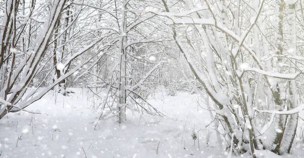 Talvipuisto lumen alla. Kaupunkipuistossa on lumimyrsky. Puisto f - Valokuva, kuva