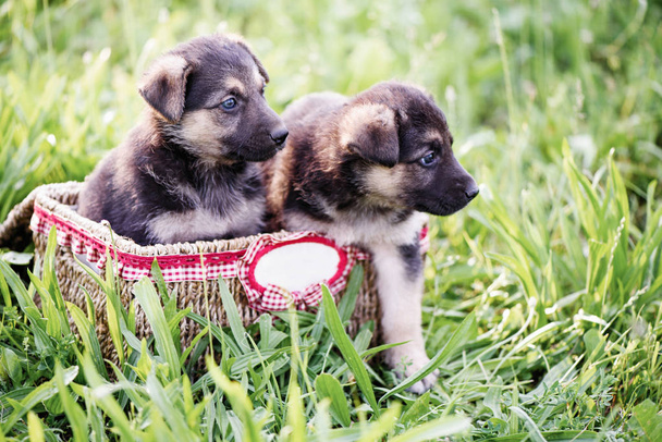 Piccoli cuccioli in un cesto su uno sfondo di erba verde
. - Foto, immagini