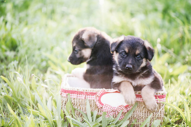 Little puppies in a basket on a green grass background. - Photo, Image