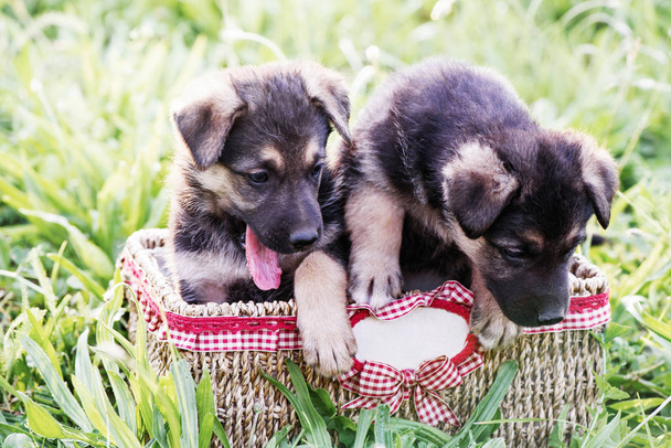 Pequeños cachorros en una canasta sobre un fondo de hierba verde
. - Foto, imagen