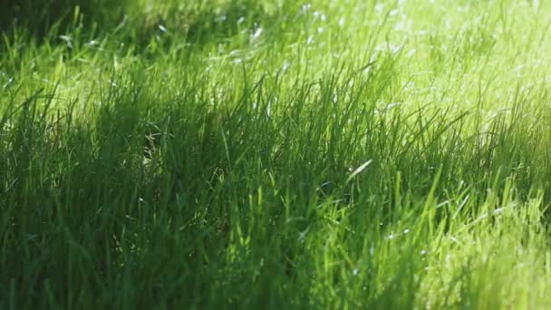 Krásné mladé zelené trávě v makro záběr. Zelené rostliny foukání větru s hloubkou ostrosti, jarní louka, slunce svítí, statické stativ zastřelil. - Záběry, video