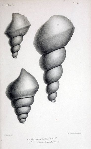 Иллюстрация окаменелостей. Старое изображение
 - Фото, изображение