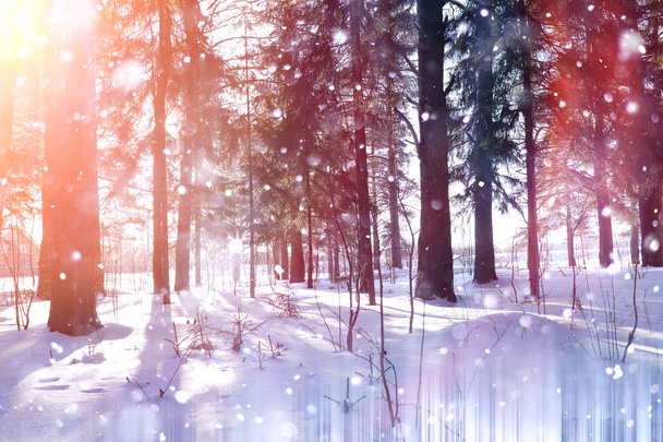 Güneşli bir kış orman. Ormanda bir karlı manzara - Fotoğraf, Görsel