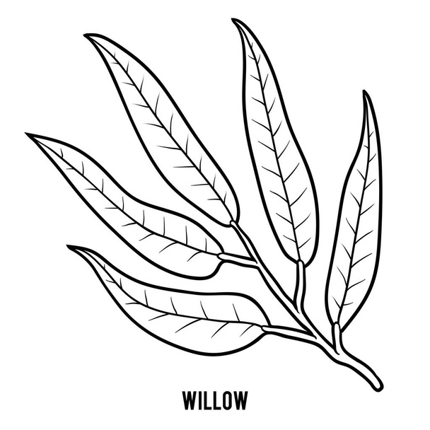 Kleurboek voor kinderen, Willow branch - Vector, afbeelding