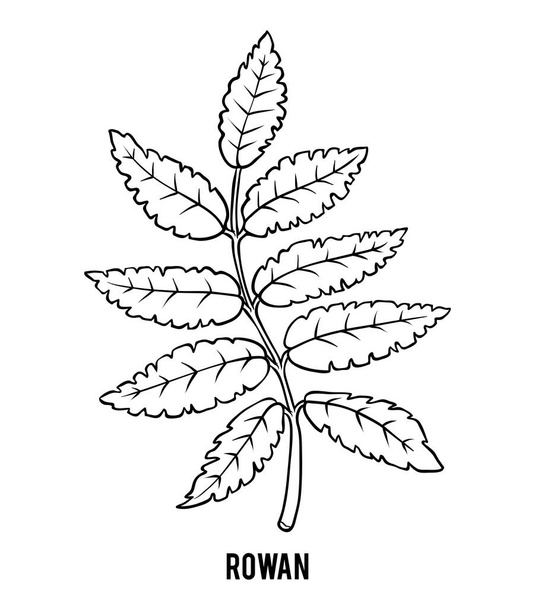 Раскраска для детей, филиал Rowan
 - Вектор,изображение