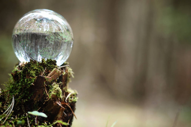 Crystal ball. A magical accessory in the woods on the stump. Rit - Photo, Image