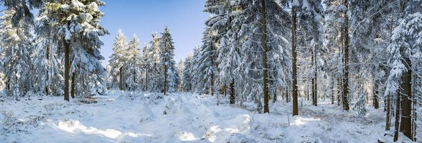 un bosque invernal temprano en la mañana - Foto, Imagen
