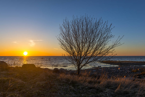 Ηλιοβασίλεμα στη Βαλτική θάλασσα. Μοναχικό δέντρο στην ακτή - Φωτογραφία, εικόνα