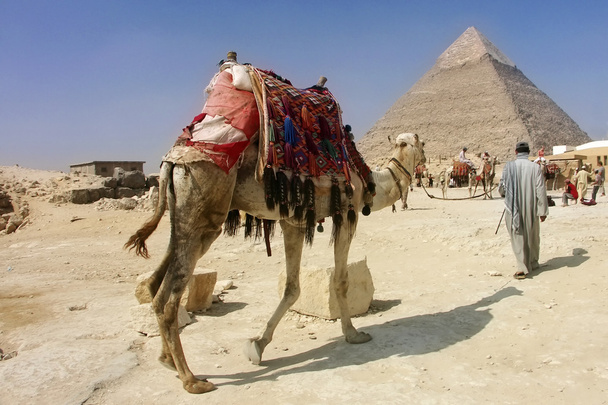 Khafran pyramidi Gizan kamelin kanssa
, - Valokuva, kuva