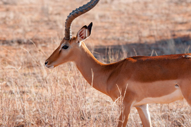 Impala (Aepyceros melampus), National Reserve, Kenya, Africa - Photo, Image