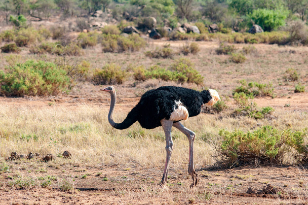 Strucc (Struthio camelus massaicus), tenyésztési férfi, nemzeti tartalék, Kenya, Afrika, gerinctelenekből, Struthionidae család - Fotó, kép