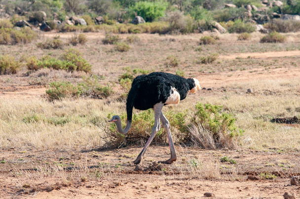 Avestruz (Struthio camelus massaicus), Macho reproductor, Reserva Nacional, Kenia, África, Orden Struthioniformes, Familia Struthionidae
 - Foto, imagen
