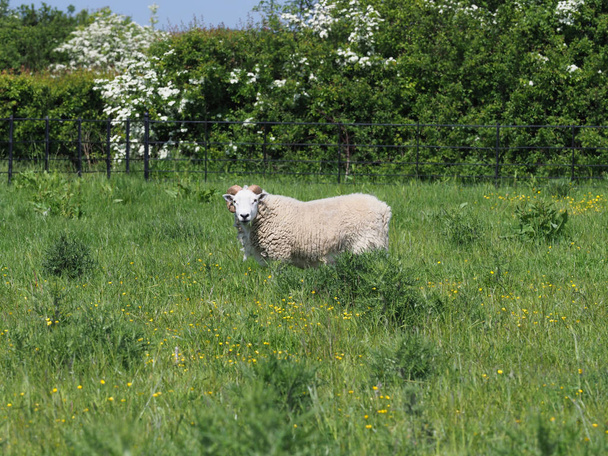 Un solo carnero con cuernos rizados grandes se encuentra en un paddock de verano
. - Foto, Imagen