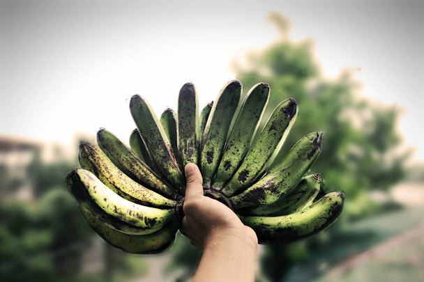 Main tenant la banane verte fraîche
 - Photo, image