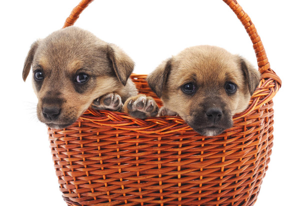 Puppies in a basket isolated on a white background. - Foto, Bild