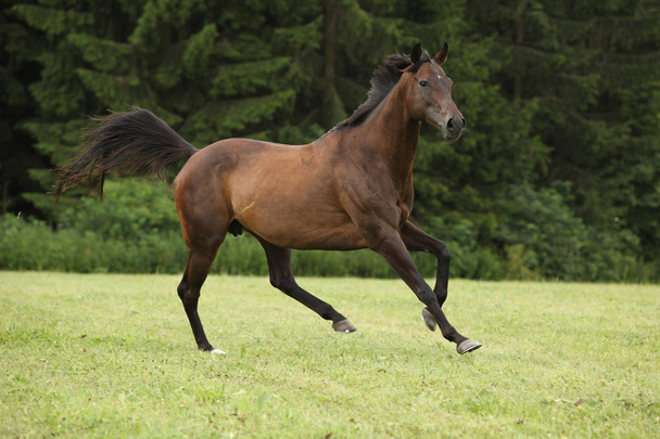 Increíble caballo marrón corriendo solo en libertad
 - Foto, imagen
