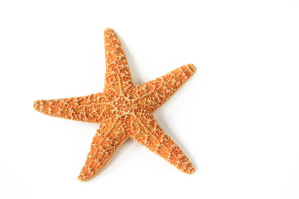 Морская звезда ("Asterias rubens"
) - Фото, изображение