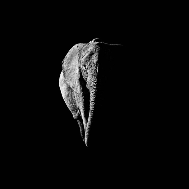 Zwart-wit Afrikaanse olifant staande portret - Foto, afbeelding