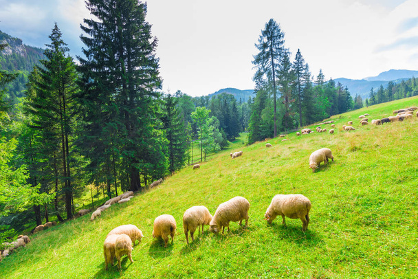 moutons sur un pâturage de montagne dans une prairie
 - Photo, image