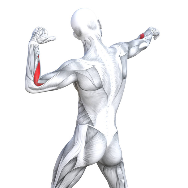 コンセプト概念 3 d イラスト バック フィット強い人体解剖学または解剖学的ジム筋生物学的腱、背骨、フィットネス医療筋肉系と体の健康の分離、白背景と - 写真・画像