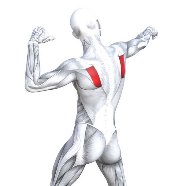 Έννοια εννοιολογική 3d απεικόνιση πίσω χωράει έντονη ανθρώπινη ανατομία ή ανατομικές και απομονωμένες, λευκό φόντο για την υγεία το σώμα με βιολογικές τένοντες, σπονδυλική στήλη, ιατρική μυϊκό σύστημα εκγύμνασης των μυών γυμναστήριο - Φωτογραφία, εικόνα