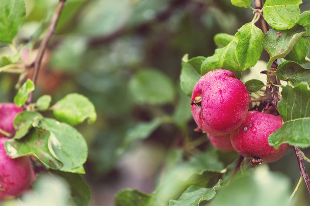 Sato kypsiä punaisia omenoita oksalla puutarhassa
. - Valokuva, kuva