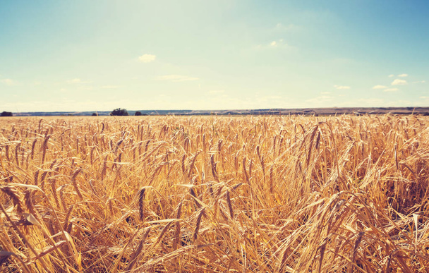 Champ de blé, gros plan
 - Photo, image