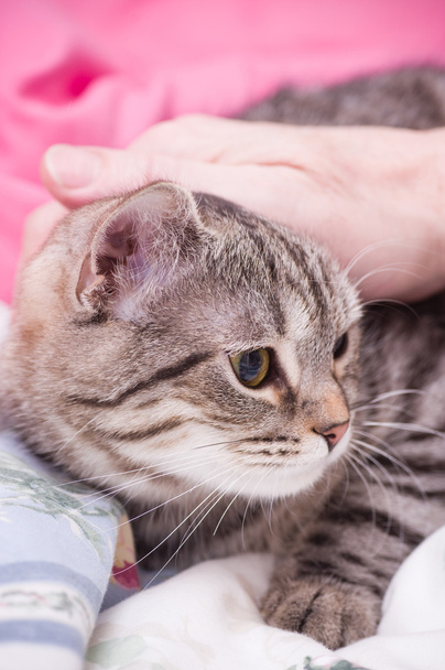 Human hand pets a Scottish-straight gray beautiful cat - Photo, Image