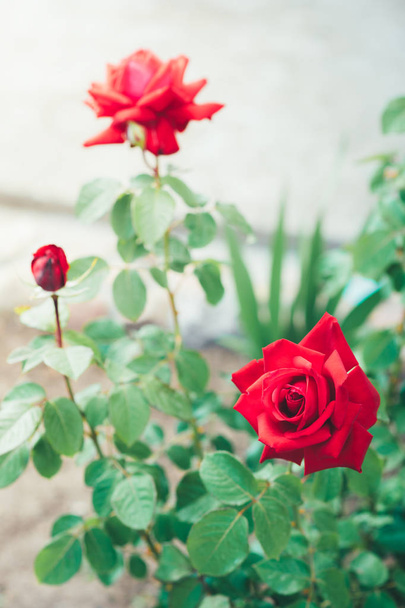 bourgeons roses rouges poussant dans le jardin. - Photo, image