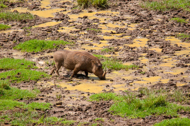 Warthog, Phacochoerus africanus, Reserva Nacional, Kenia, África
 - Foto, Imagen