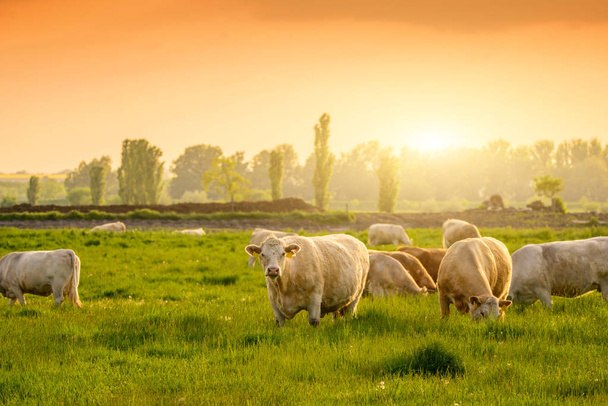 Krávy na pastvině západu slunce světla - Fotografie, Obrázek