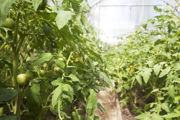 Tomato plants grow up in the greenhouse - Foto, imagen