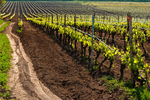 Vista de las hileras de uvas en el viñedo, Italia
  - Foto, imagen