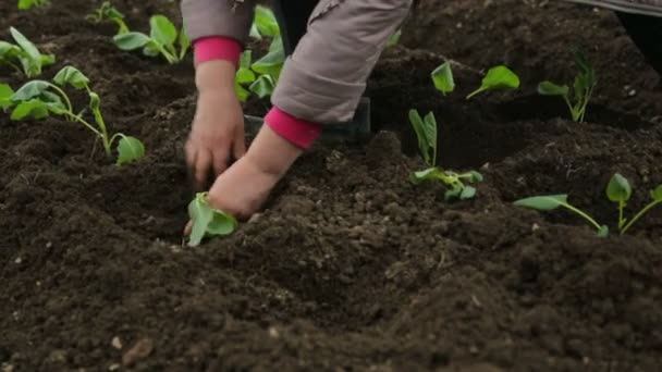 Plantar repollos en el jardín
 - Imágenes, Vídeo