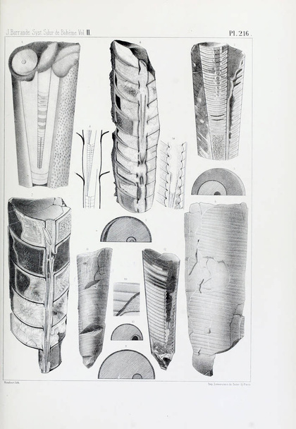 Иллюстрация окаменелостей. Старое изображение
 - Фото, изображение
