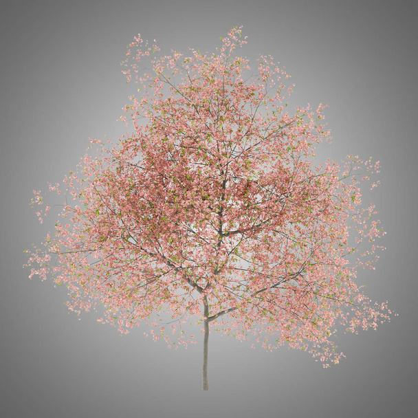 Οι άνθισης ροδακινιών δέντρο απομονώνονται σε γκρι φόντο. 3D απεικόνιση - Φωτογραφία, εικόνα