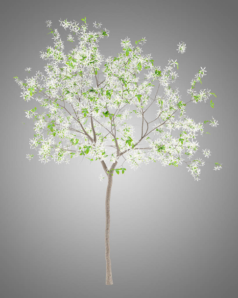 floração limoeiro isolado no fundo cinza. ilustração 3d
 - Foto, Imagem