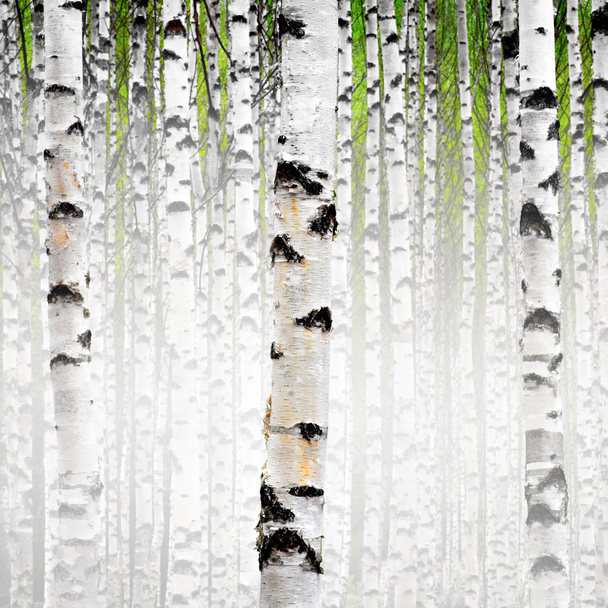 berkenbomen - Foto, afbeelding