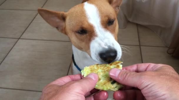 Basenji-Hund knabbert Pfannkuchen mit Zucchini und Dill, die Herrchen in die Hand nimmt - Filmmaterial, Video