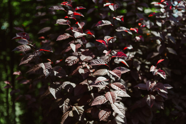 selective focus of red leaves with sunlight in forest - Φωτογραφία, εικόνα
