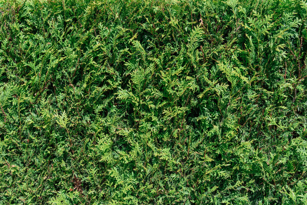 full frame beeld van cypress tress takken met kegels - Foto, afbeelding