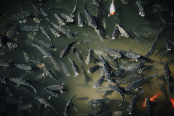 vue grand angle du grand troupeau de carpes noires et rouges nageant dans l'étang
  - Photo, image