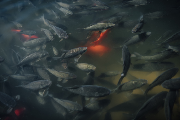 elevated view of large flock of red and black carps swimming in water  - Photo, Image