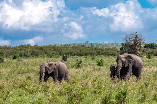 Elefantes Africanos, Loxodonta africana, Parque Nacional, Kenia, África, Orden de Proboscidea, Familia Elephantidae
 - Foto, Imagen