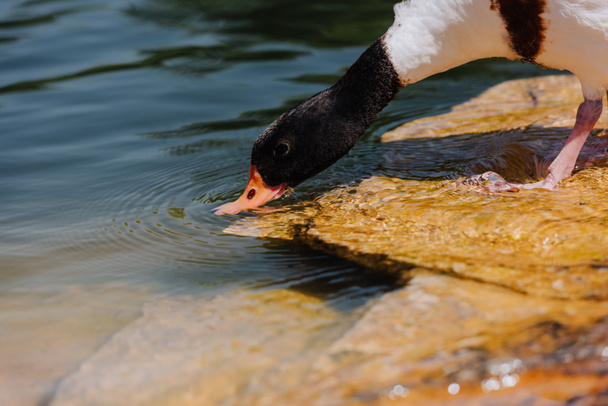 selective focus of duck drinking water from pond - Foto, imagen
