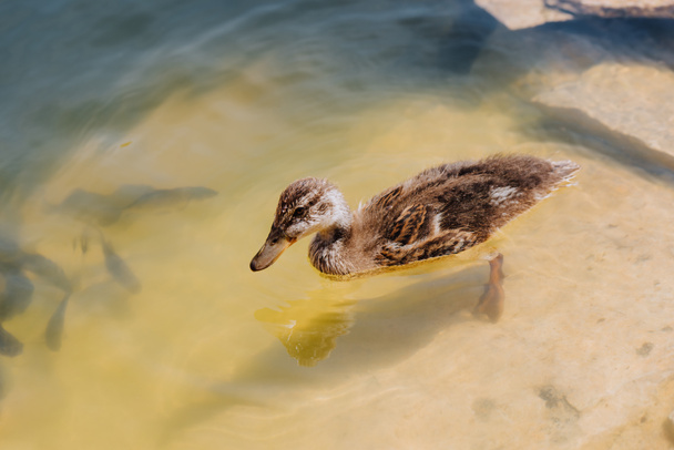 close up view of duckling and flock of fishes swimming in pond - Photo, Image