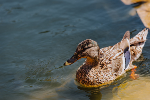 close up view of duckling swimming in pond  - Φωτογραφία, εικόνα