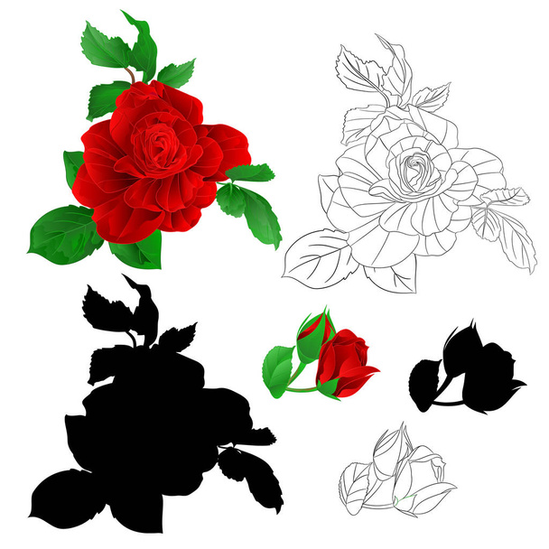Rose red with buds and leaves natural and outline and silhouette vintage  Festive background vector illustration editable hand draw - Vector, Image