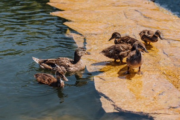 foco selectivo de bandada de patos con madre en agua
  - Foto, Imagen